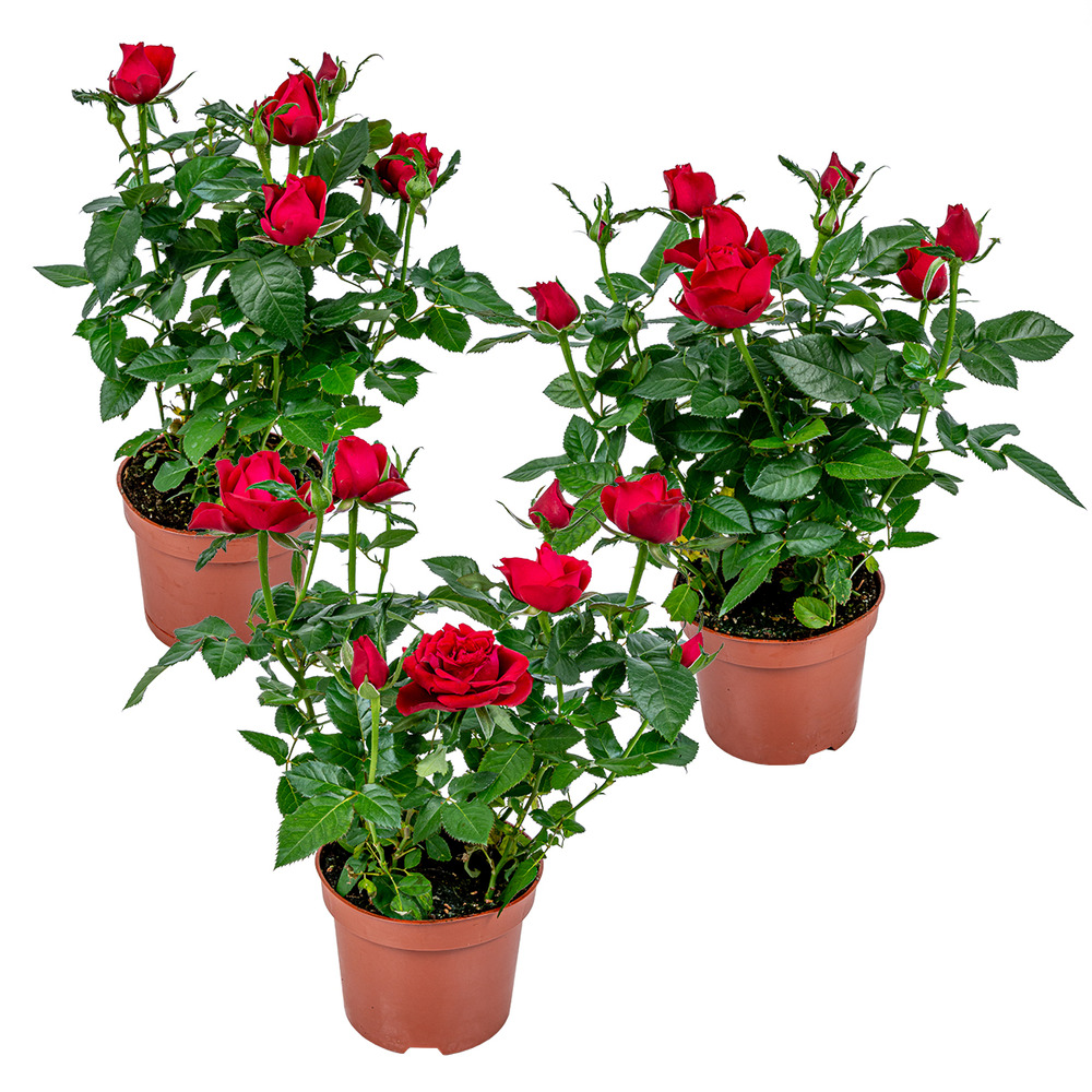 Lot de 3 - rosier nain rouge - plantes d’intérieur & extérieur - 20-30 cm de haut - pot 12 cm