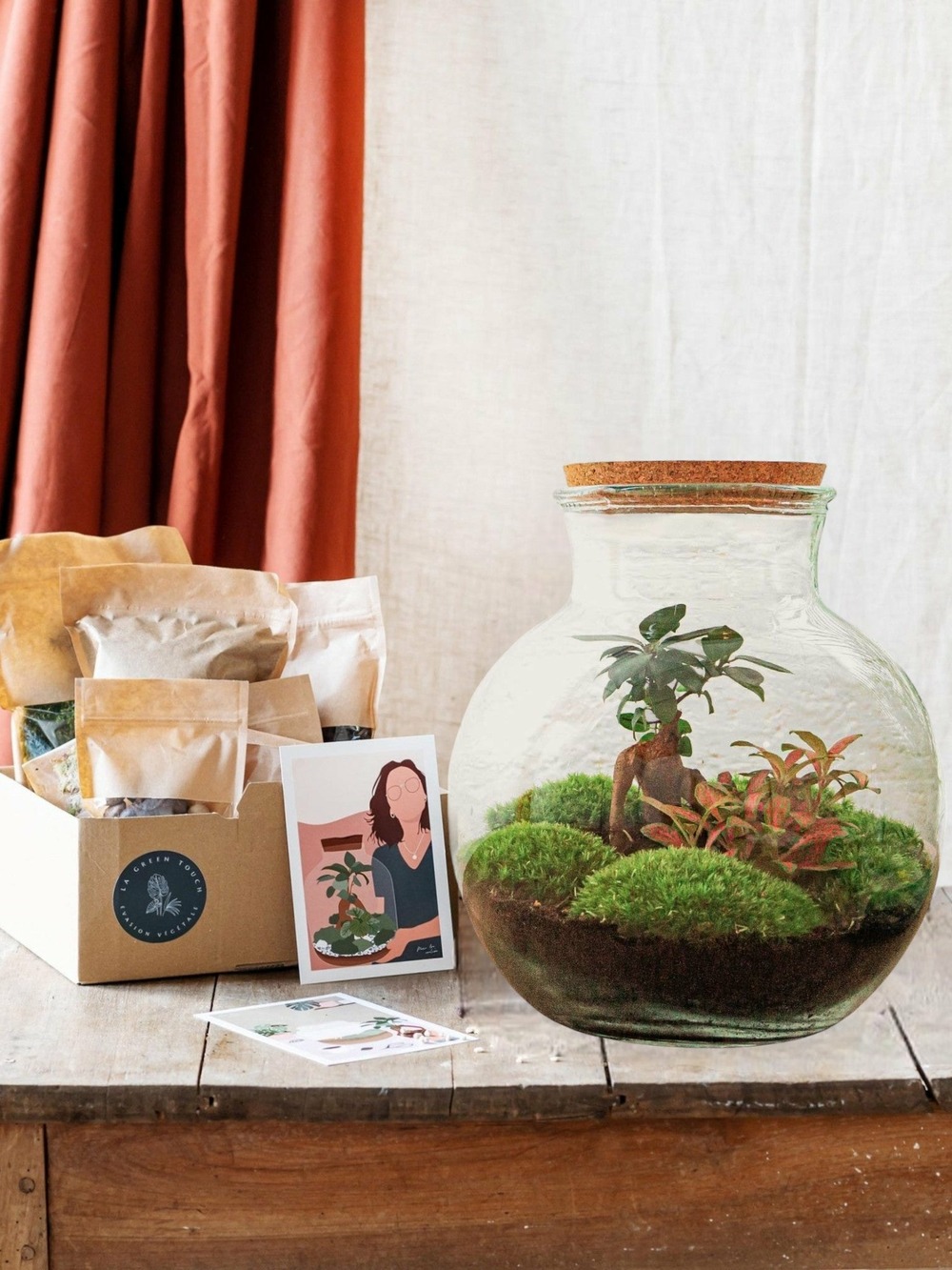 Kit terrarium diy - teddy ficus + fittonia - rateau + pelle + pince