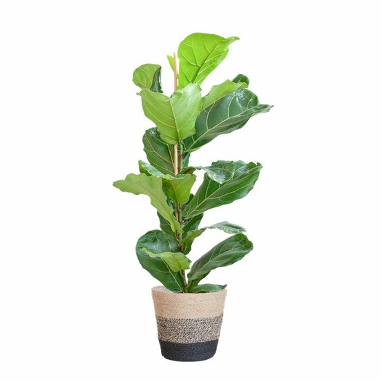 Ficus lyrata et son pot panier multicolor - hauteur 80cm