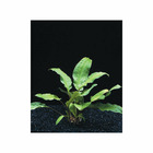 Plante aquatique : Cryptocoryne Wendtii Broad Leaf en pot