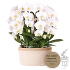 Ensemble d'orchidées blanches dans un panier en coton avec réservoir d'eau | trois orchidées blanches Niagara Fall 12cm