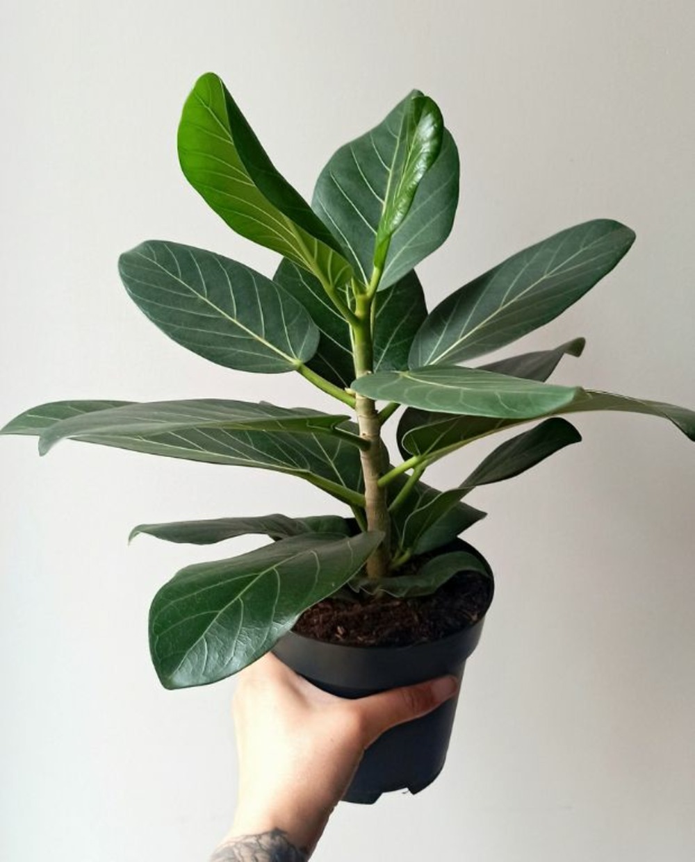 Ficus benghalensis audrey d. 12cm h. 25cm - plante d'intérieur