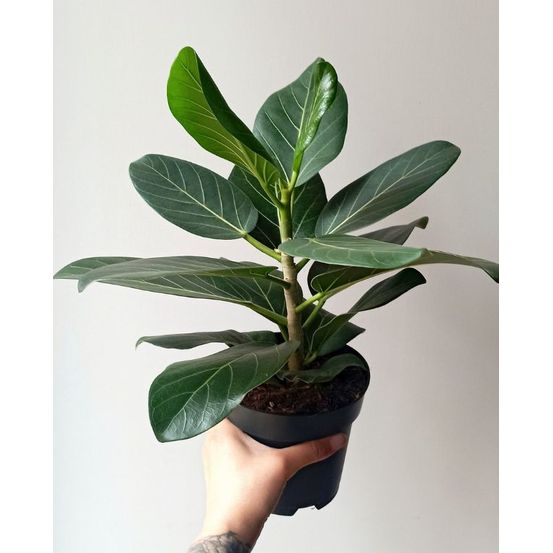 Ficus benghalensis audrey d. 12cm h. 25cm - plante d'intérieur