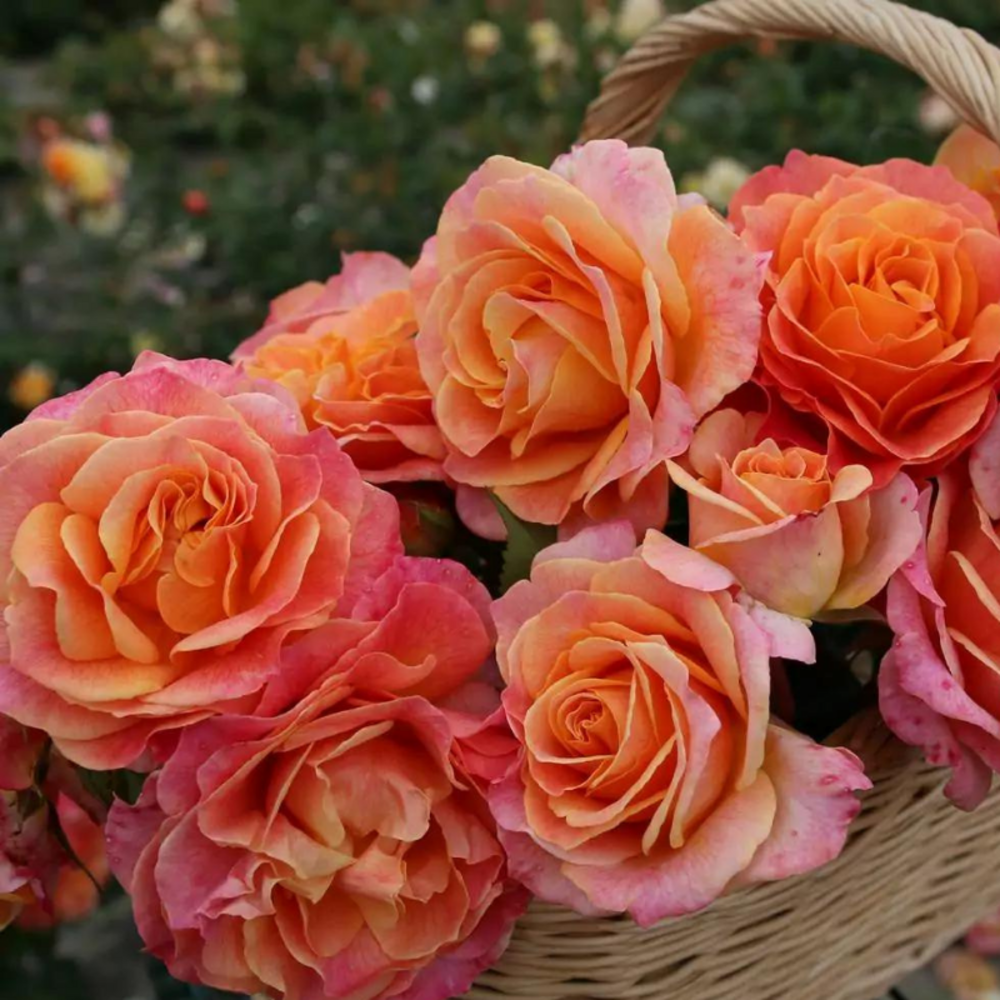 Rosier bicolore orange better times hybride en pot 3l