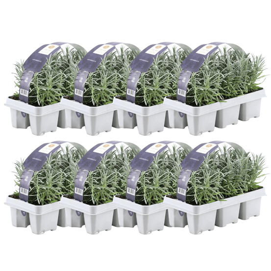 Lot de 8 - 6er set lavendel angustifolia - h15 cm