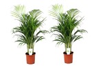 Dypsis lutescens - set de 2 plantes d'intérieur - palmier doré - pot 21cm - hauteur 100-120cm