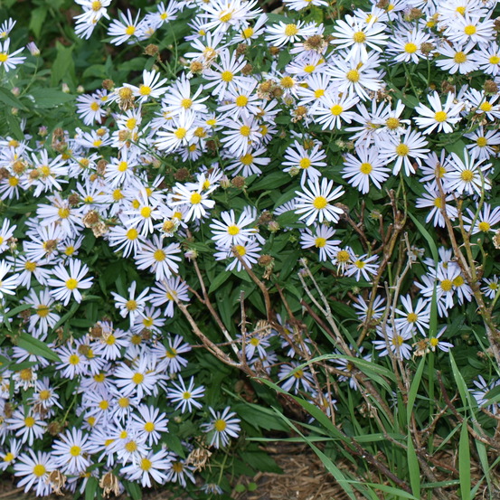 Boltonie, faux aster 'snowbank' godet de 8/9 cm