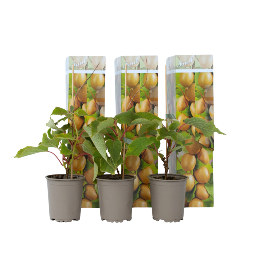 Kiwi - set de 3 - actinidia deliciosa 'jenny' - hauteur 20-40cm - ⌀9cm