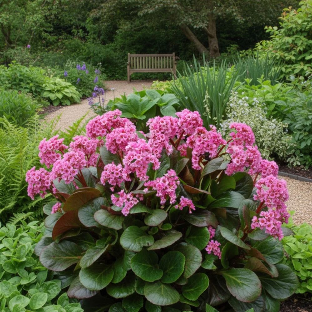 Bergénia spring fling lot de 9 godets