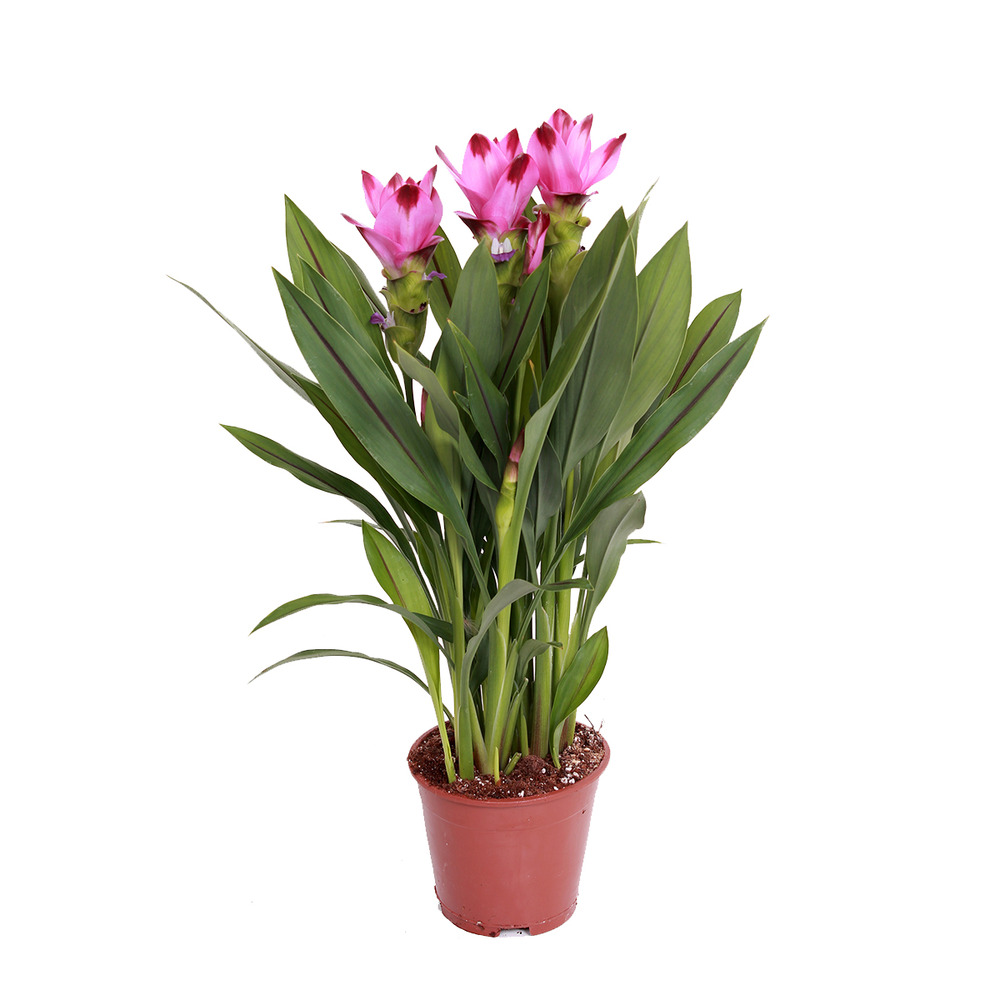 Curcuma siam - plante tulipe à l'unité - ⌀14 cm - ↕50 cm