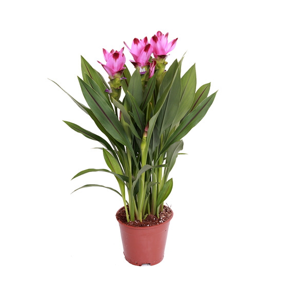 Curcuma siam - curcuma ornemental - plante d’intérieur - dépolluante - h. 40-50 cm - p. 14 cm