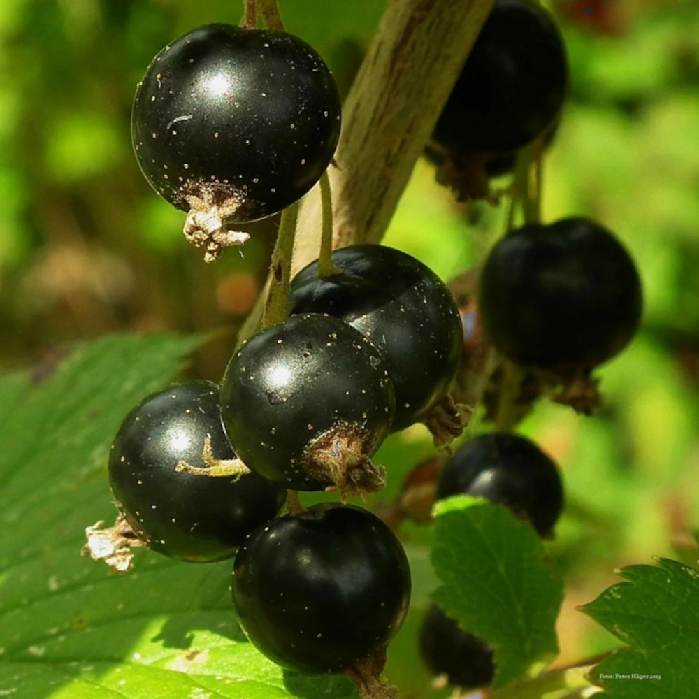 Cassis delbard robusta® 'delindmoi' pot de 2l