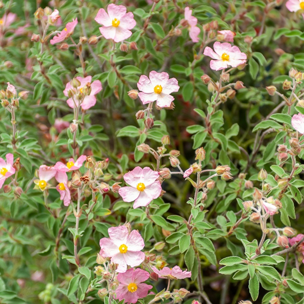 Ciste silver pink - le pot / ø 9cm
