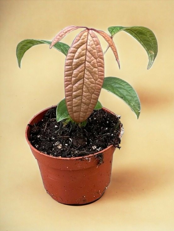 Anthurium arisaemoides