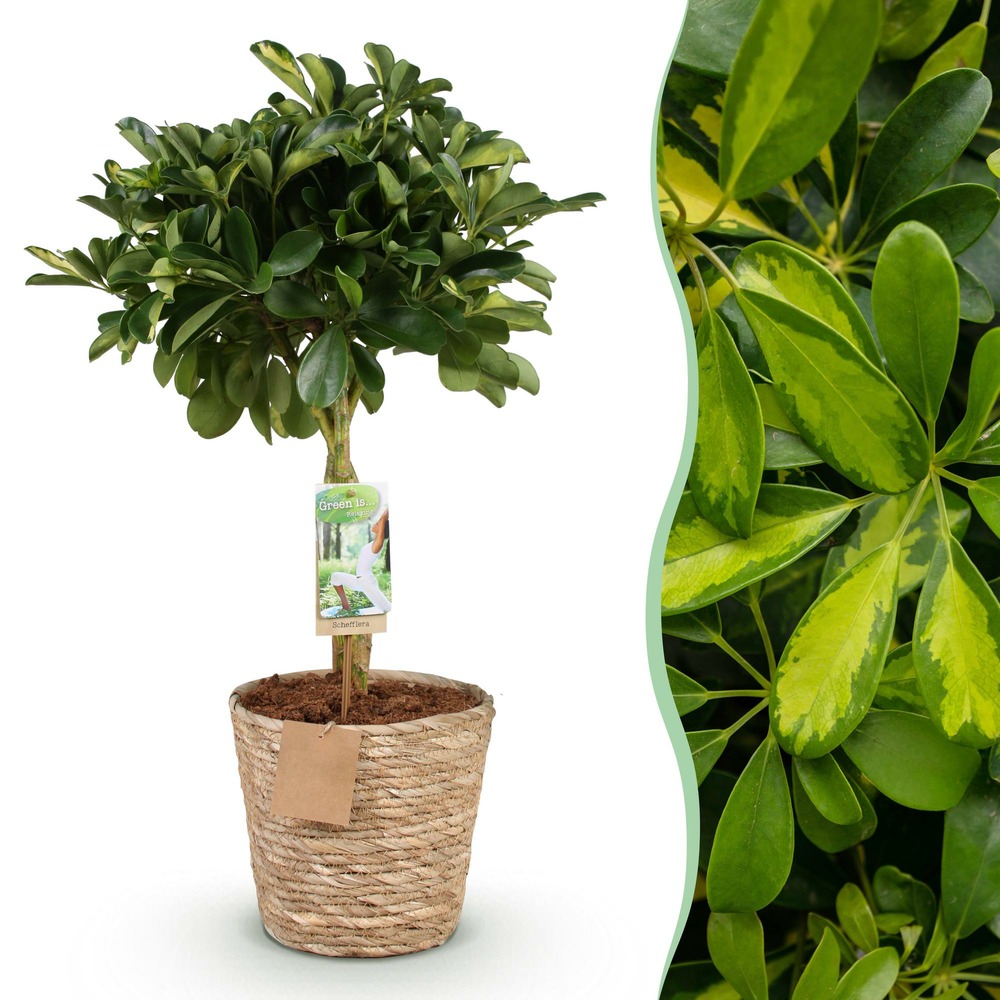Schefflera gold capelle – pot 21 cm – hauteur 70-81 cm
