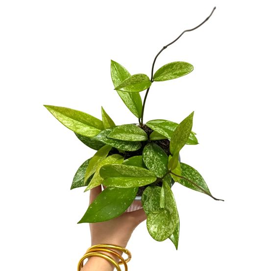 Hoya pubicalyx silver spot - pot de 12cm - plantes d'intérieur
