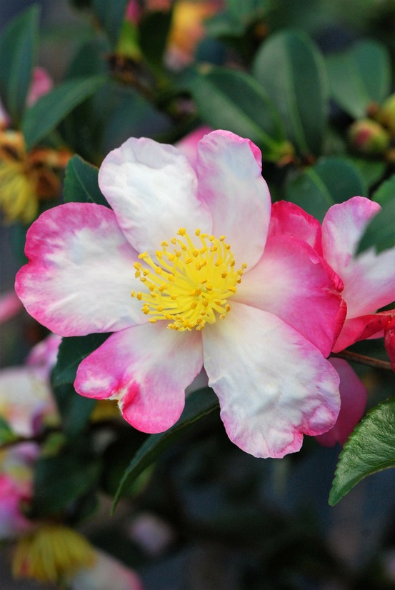 Camélia 'rainbow' - en pot de 2 litres