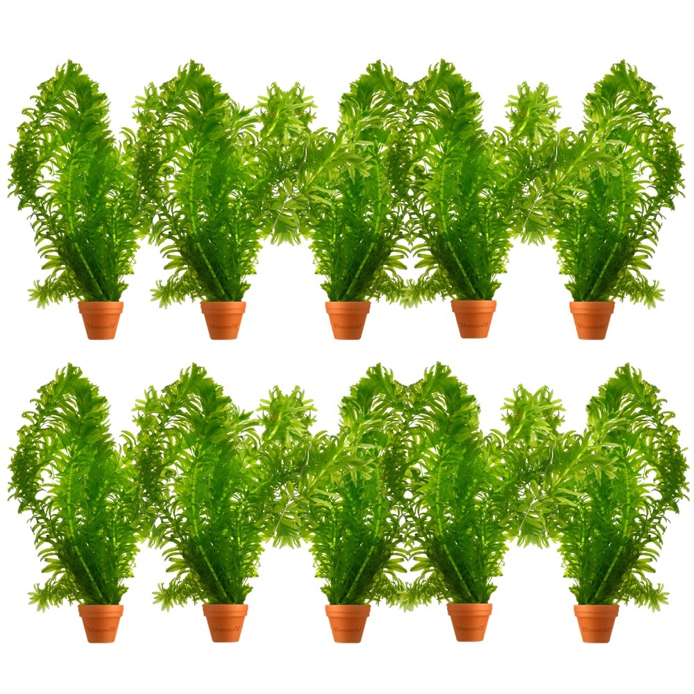 Elodea plants - plante oxygénante pour bassin, résistante au froid