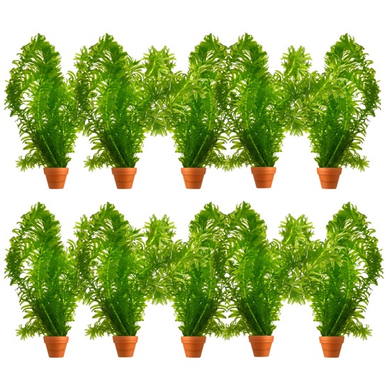 Elodea plants - plante oxygénante pour bassin, résistante au froid