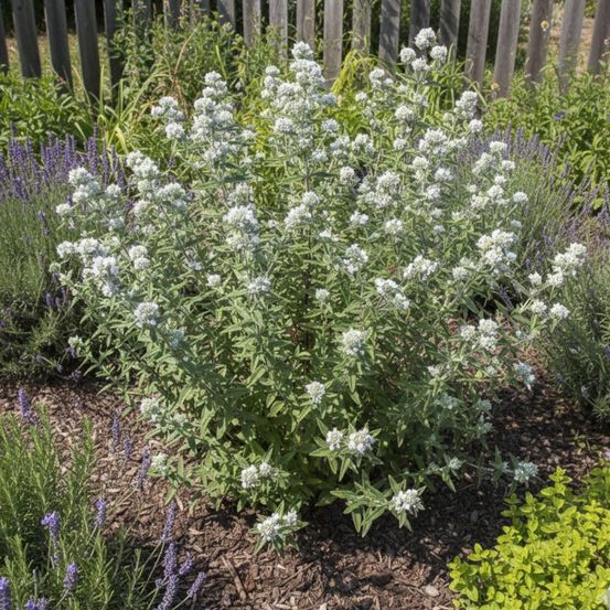 Menthe des montagnes velue godet - 5/20 cm