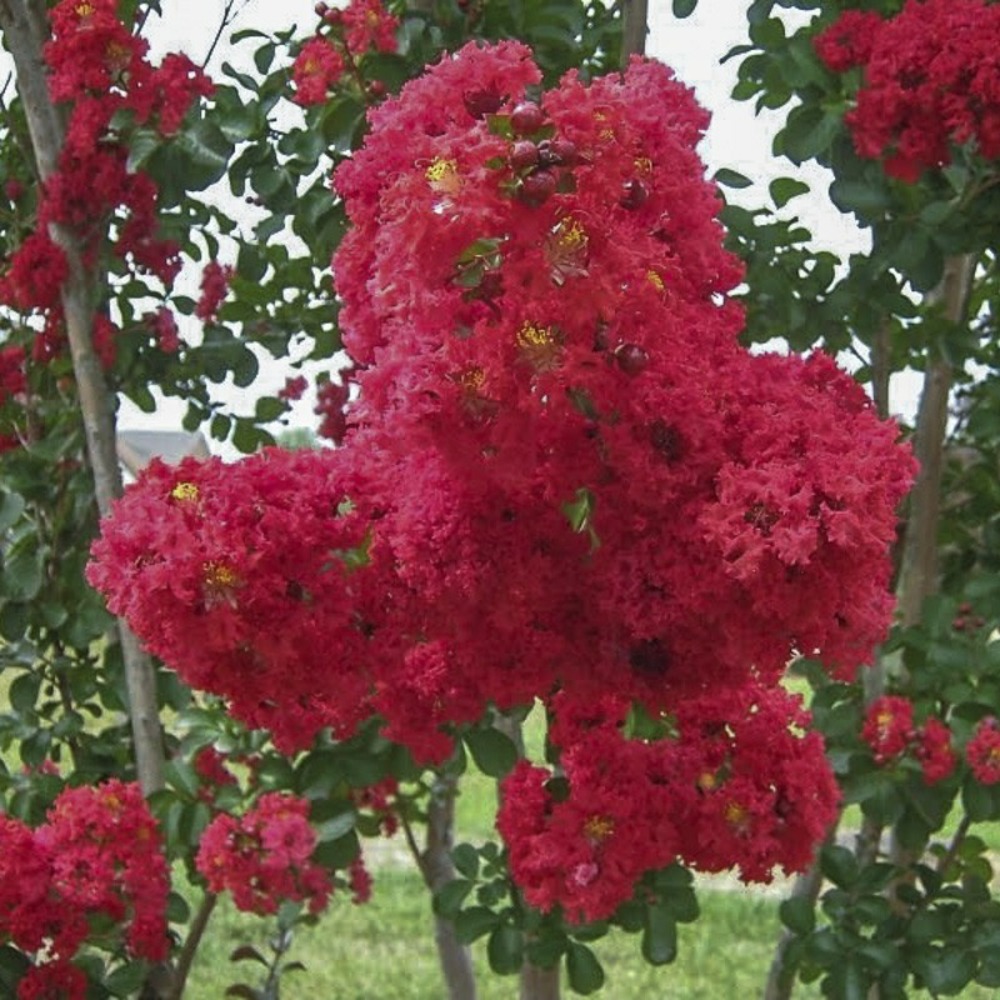 Lilas des indes 'dynamite' pot de 3l/4l, buisson, touffe