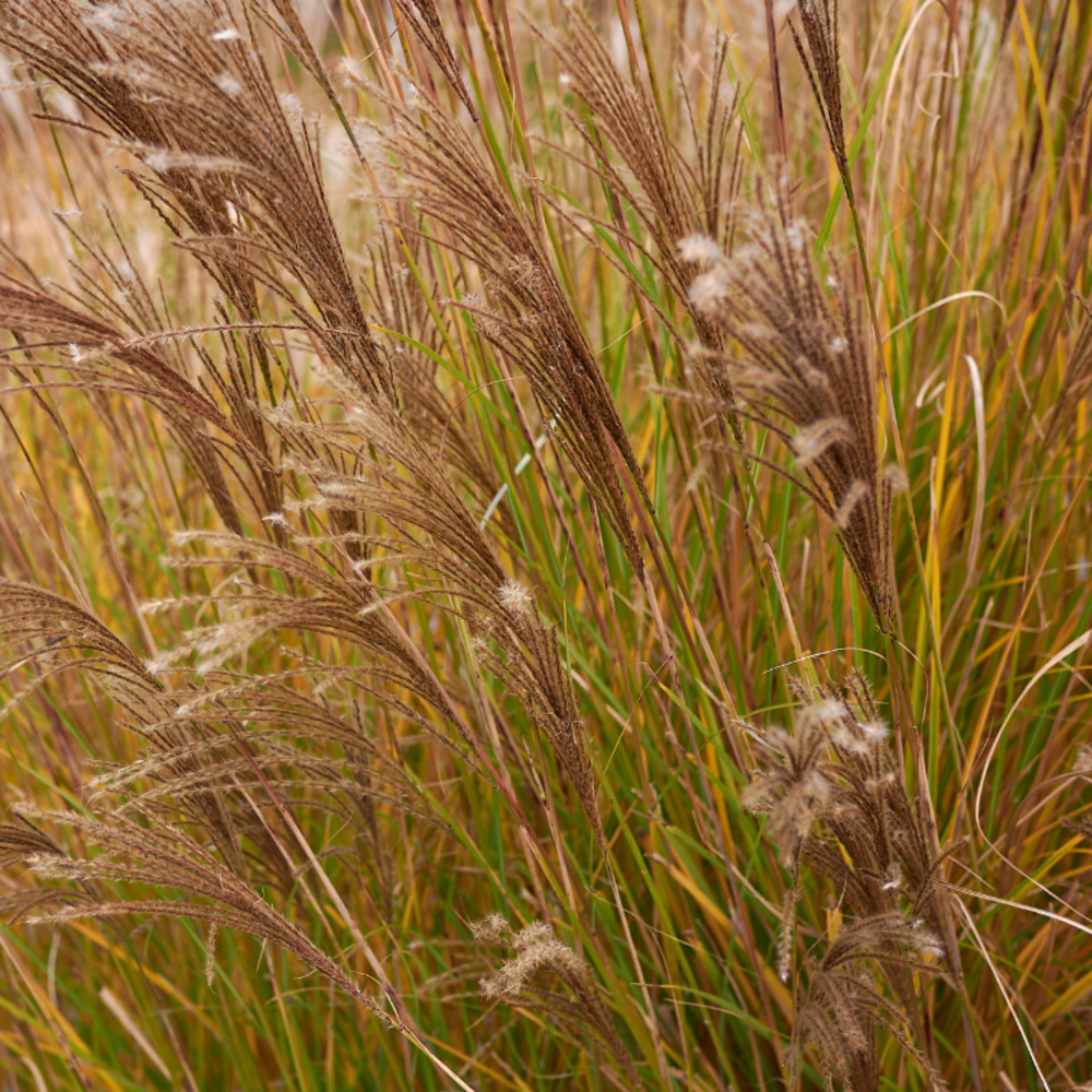 Roseau de chine adagio - miscanthus sinensis adagio 20/25cm godet 9cm