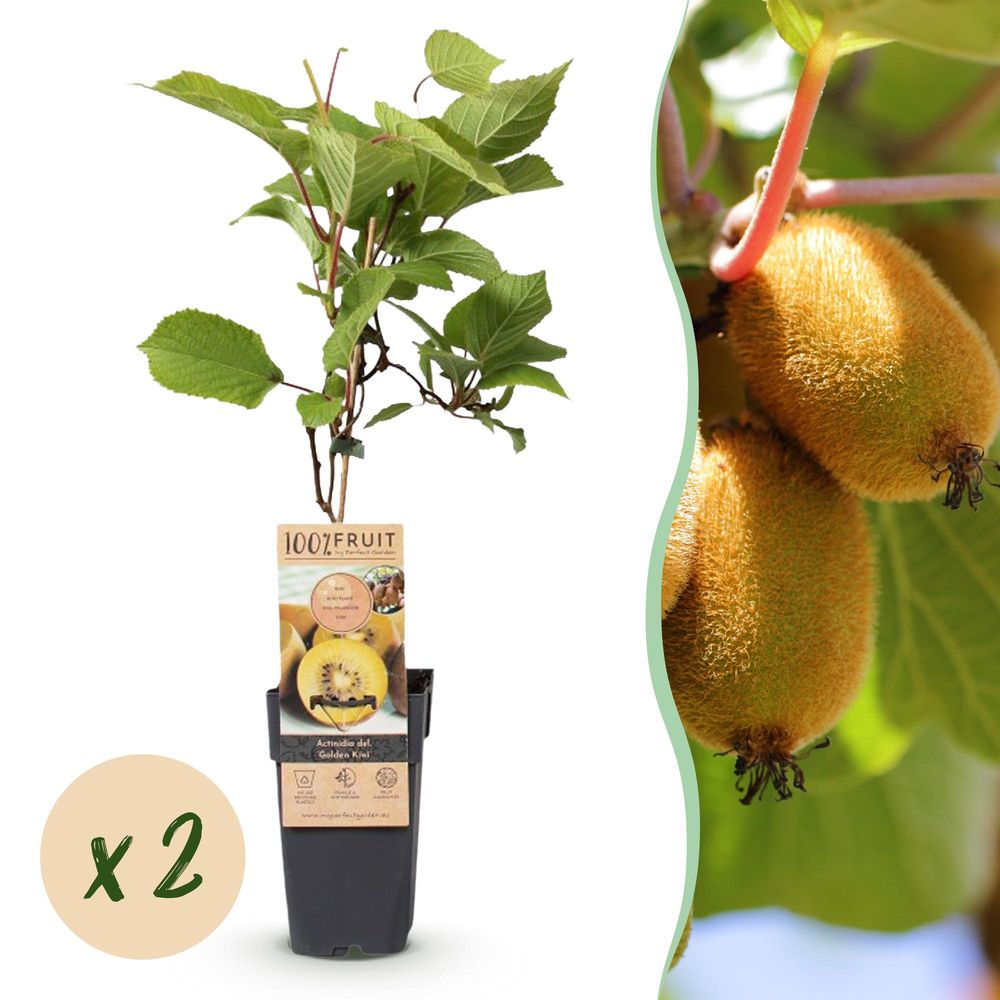 Kiwi 'golden' - pot 15 cm - hauteur 50 cm