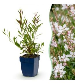 Gaura 'whirling butterflies' - lot de 6 - pot 11 cm - hauteur 25 cm