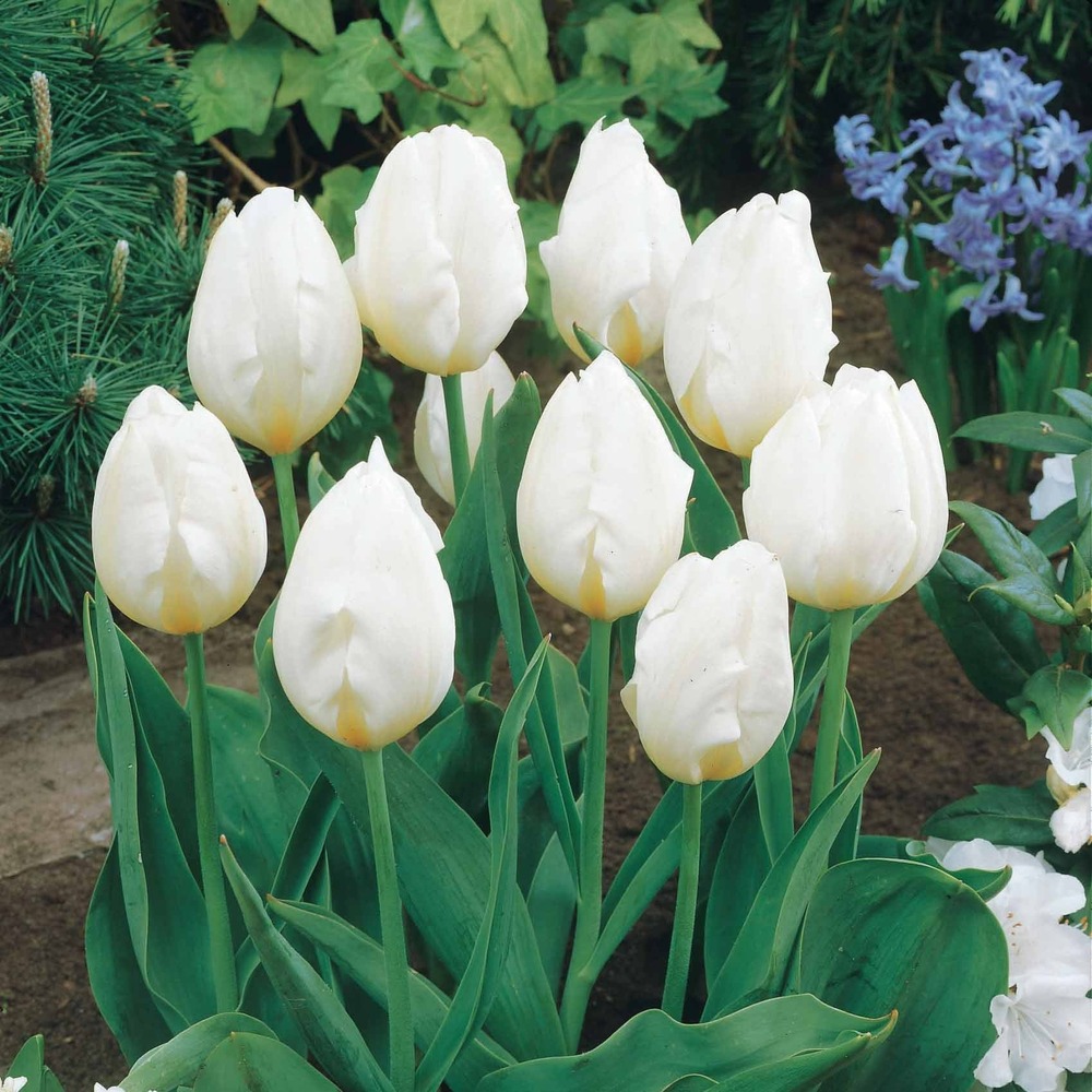 5 tulipes longues tiges blanches - le sachet de 5 bulbes / circonférence 11-12cm