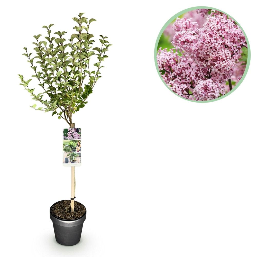 Lilas de meyer nain 'palibin' - pot 19 cm - hauteur 90 cm
