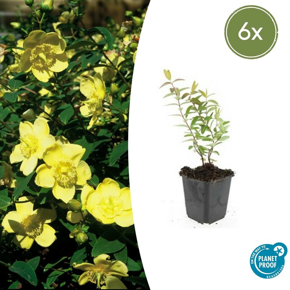 Hypericum - millepertuis hidcote x6 – entre 0,38 et 0,5m2