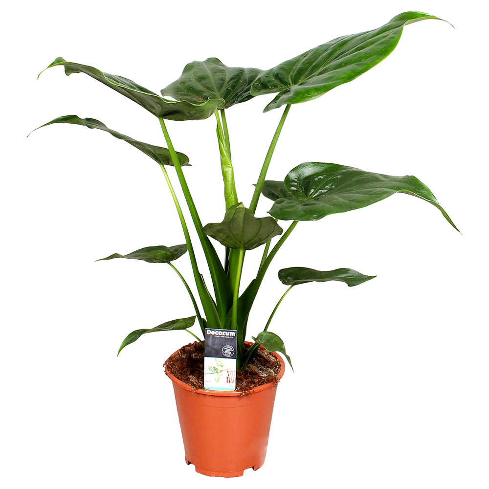 Alocasia cucullata - oreille d’éléphant - plantes d’intérieur - hauteur 50-60 cm - pot 19 cm
