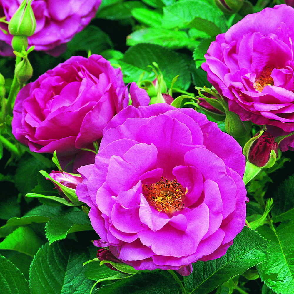 Rosier rugueux 'wild edric' pot de 4l/5l