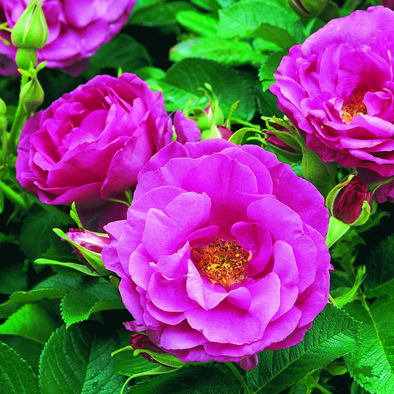 Rosier rugueux 'wild edric' pot de 4l/5l