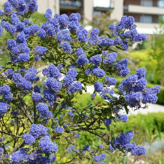Céanothe, lilas de californie 'concha' pot de 2l/3l