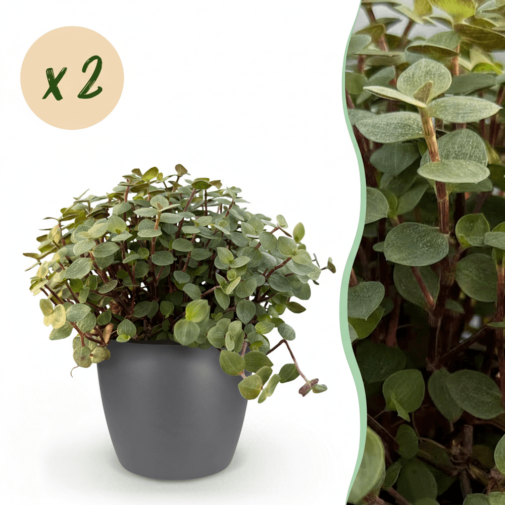 Calissia repens - pet-friendly - pot de 12cm - hauteur 17-20cm - plantes d'intérieur