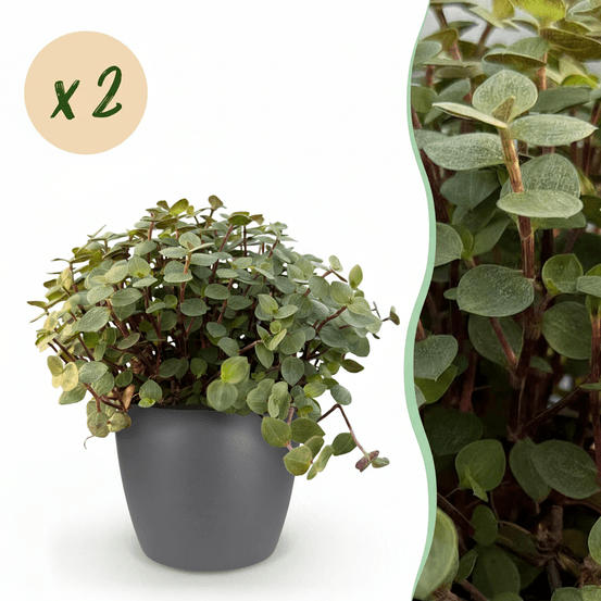 Calissia repens - pet-friendly - pot de 12cm - hauteur 17-20cm - plantes d'intérieur