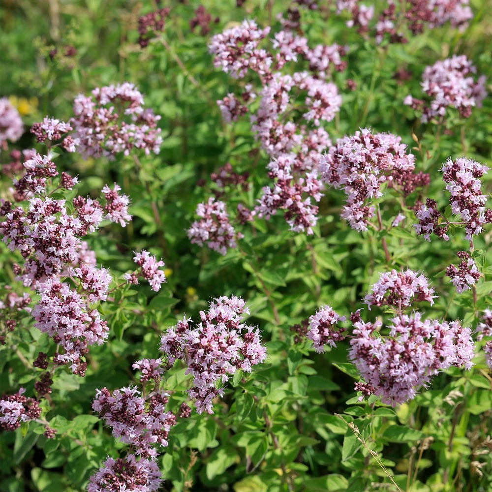 Origan commun - le pot / ø 9cm, vendu par lot de 4