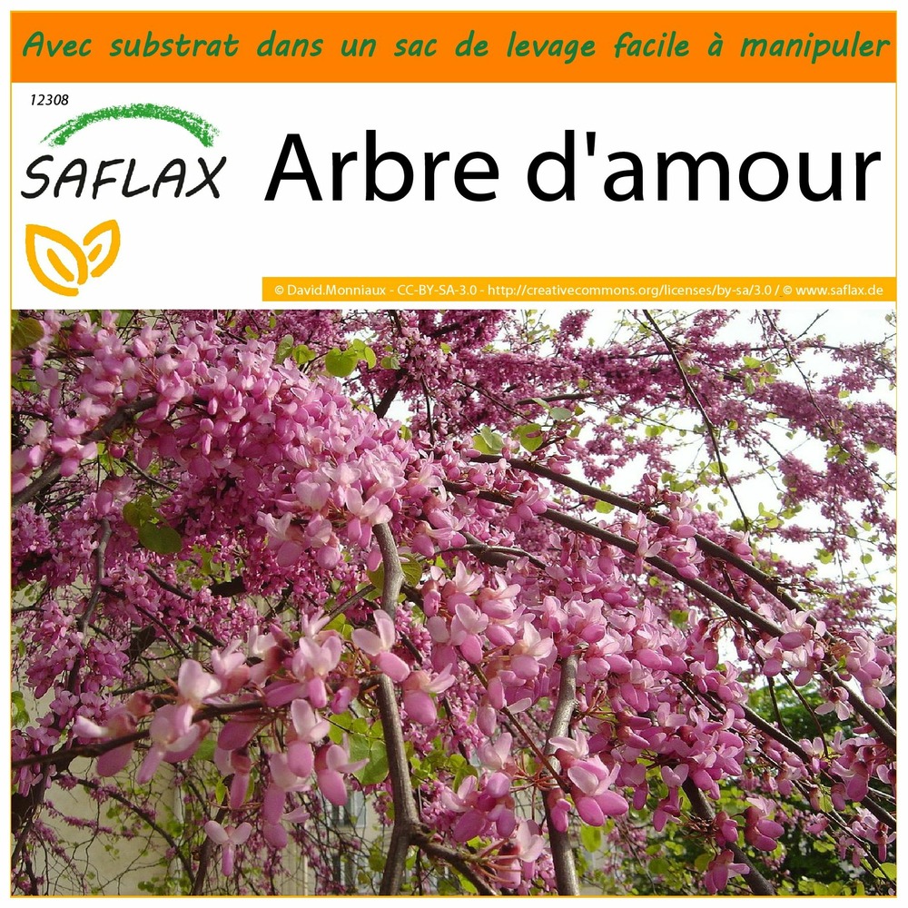 Garden in the bag - arbre d'amour - 60 graines - cercis siliquastrum