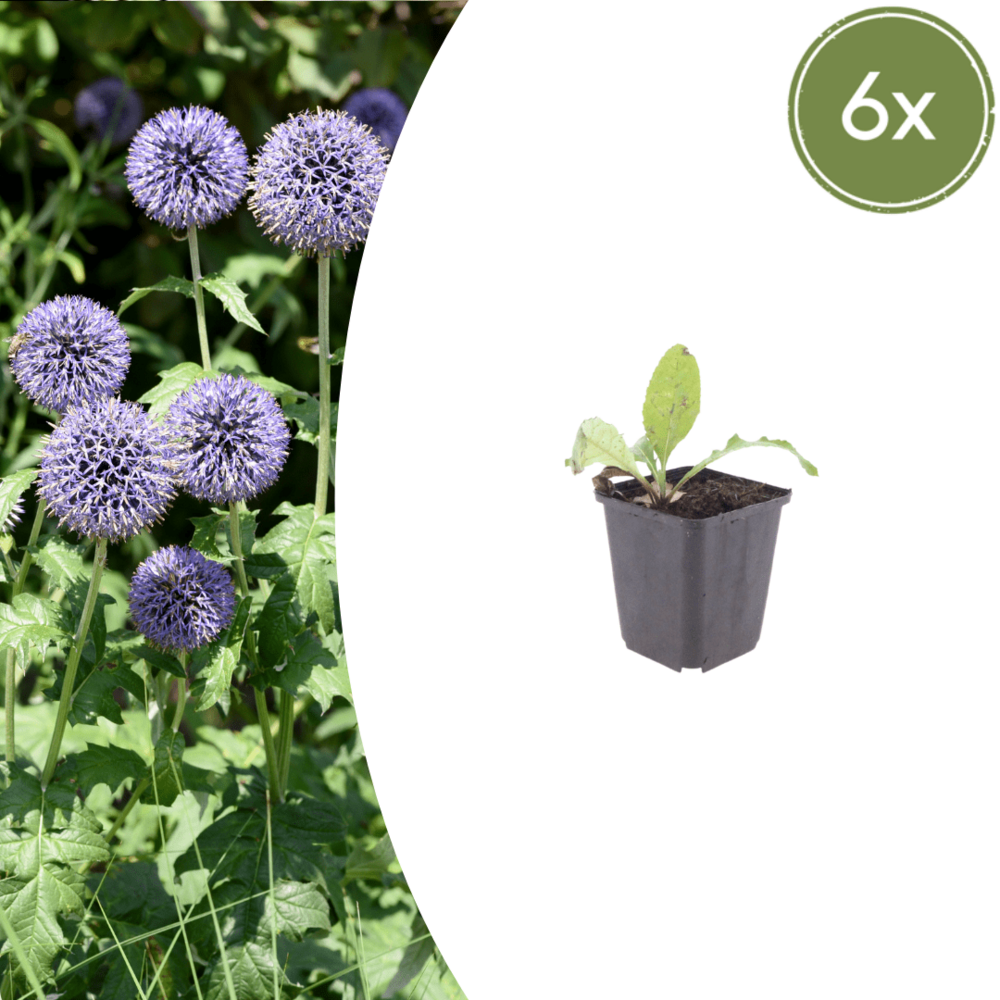 Lot de 24 - boule azurée (echinops ritro) 'echinops ritro'