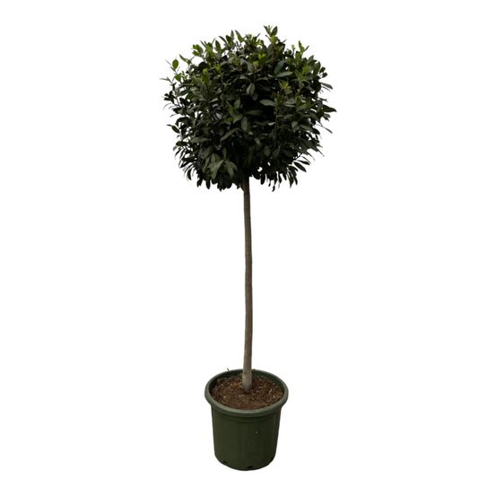 Laurus nobulis stam - h200 cm - ø45 cm