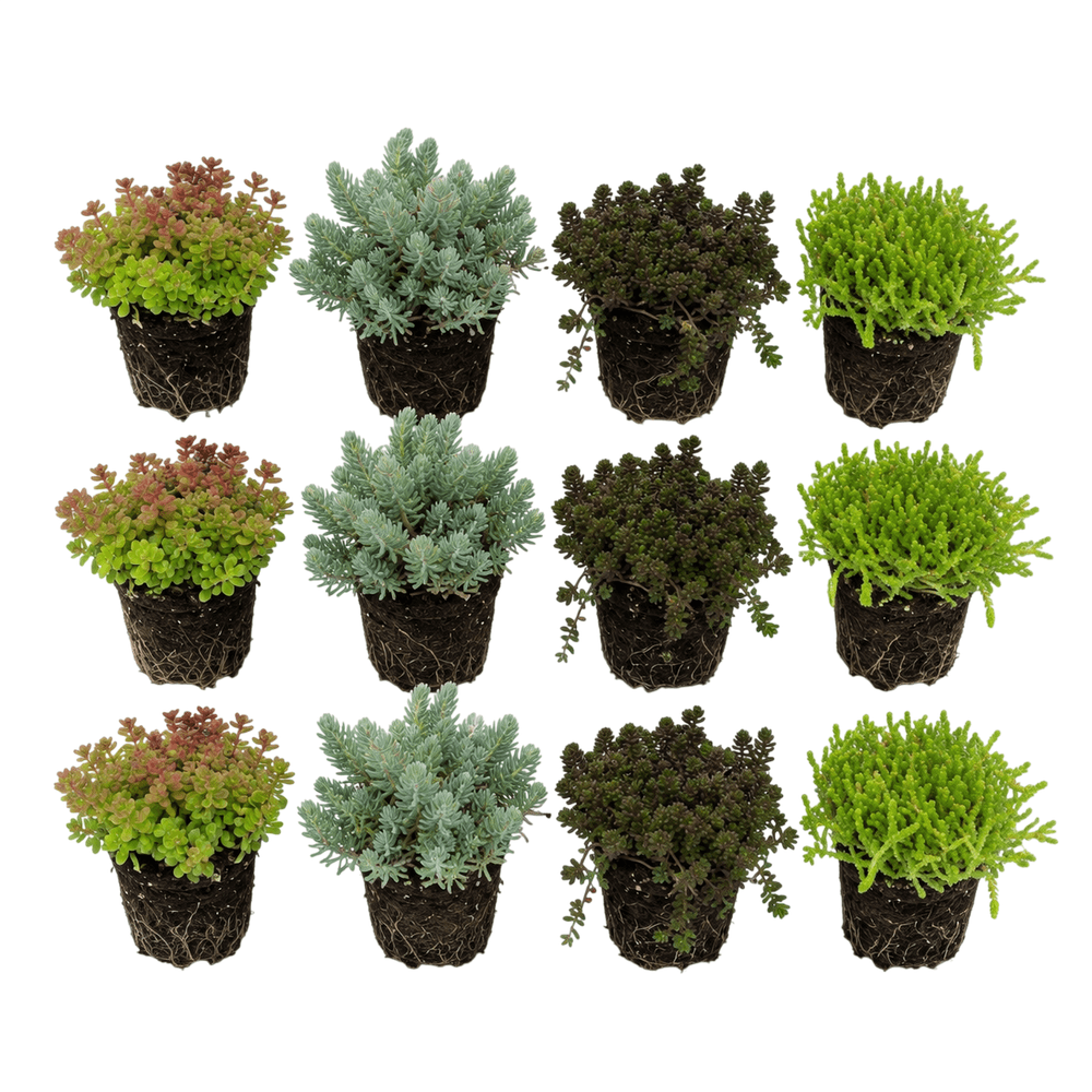 Sedum (orpin) 12 plants - mélange de plantes de rocaille pour bord de bassin - plante couvre-sol résistante au froid