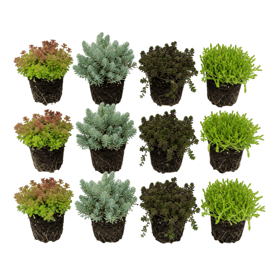 Sedum (orpin) 12 plants - mélange de plantes de rocaille pour bord de bassin - plante couvre-sol résistante au froid