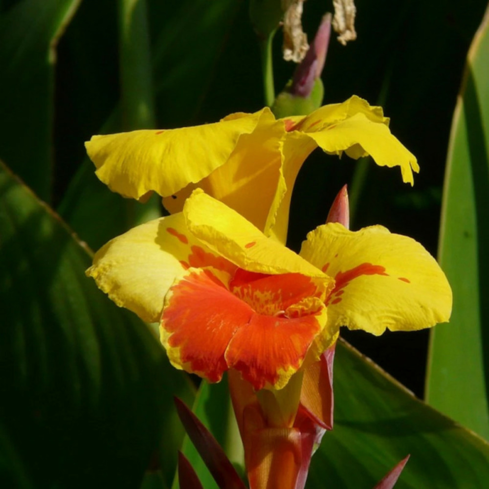 Bulbe de canna haut reine charlotte sachet de 1 bulbe