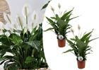 Spathiphyllum lima 'lys de la paix' - set de 2 - pot 17cm - hauteur 60-75cm