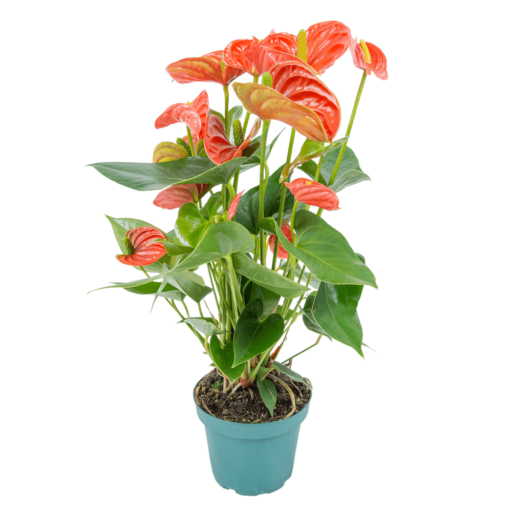 Anthurium orange - flamant rose - plante d'intérieur - dépolluante - h. 30-40 cm - p. 12 cm
