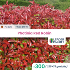 300 x photinia red robin en pot de 1 l