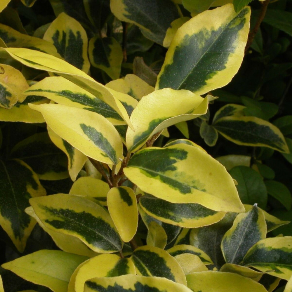 Elaeagnus panaché gilt edge, chalef pot de 3l - 60/80 cm