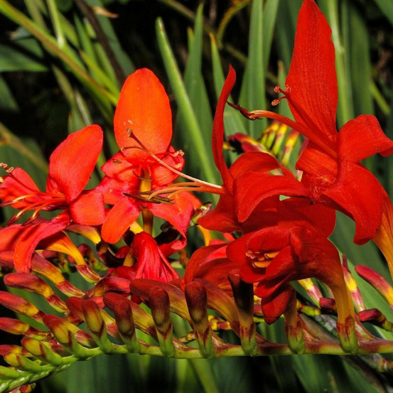 Crocosmia babylon lot de 3 godets