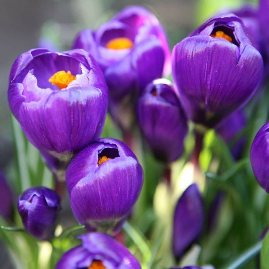 Crocus 'flower record' - 20 bulbes